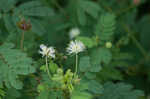 Illinois bundleflower